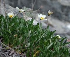 Dryas integrifolia sylvatica