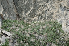 Dryas integrifolia sylvatica