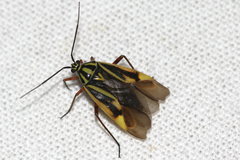 Brachycoleus decolor