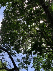 Anthocleista grandiflora