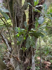 Anthocleista grandiflora