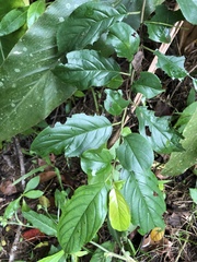 Rhamnus formosana