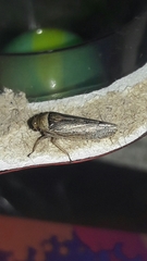 Sordana