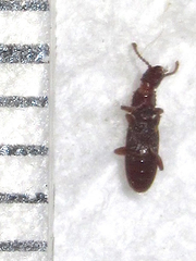 Oryzaephilus surinamensis