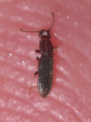 Oryzaephilus surinamensis