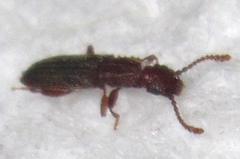 Oryzaephilus surinamensis