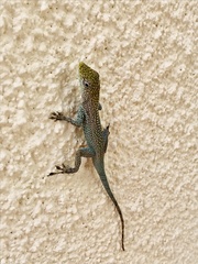Anolis conspersus