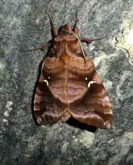 Maassenia heydeni