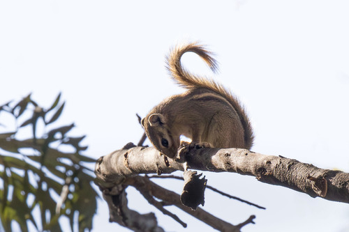 Congo Rope Squirrel