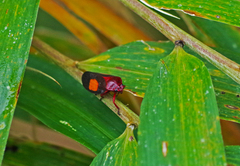 Paramonecphora binotata