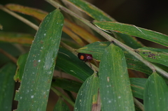Paramonecphora binotata