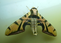 Batocnema coquerelii