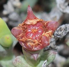 Smicrostigma viride