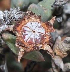 Smicrostigma viride