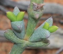 Smicrostigma viride