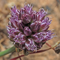 Allium rubrovittatum