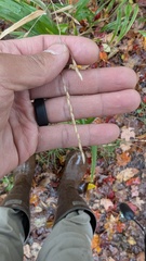 Piptatherum viridescens (Piptatherum racemosum)