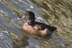 Anas platyrhynchos × Netta rufina