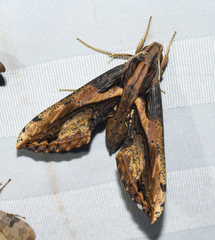 Xylophanes ceratomioides