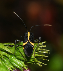 Hypselonotus linea