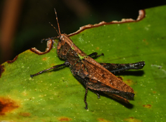 Maculiparia rotundata