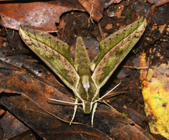 Xylophanes meridanus