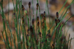 Equisetum bogotense