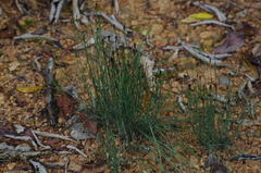 Equisetum bogotense