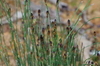 Andean Horsetail - Photo (c) David Torres, some rights reserved (CC BY-NC), uploaded by David Torres