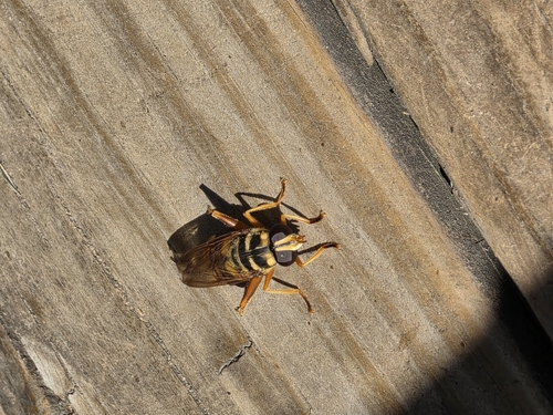 Unknown species found near High Point, NC 27265, USA