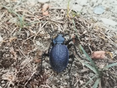 Carabus scabrosus