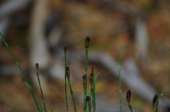 Equisetum bogotense