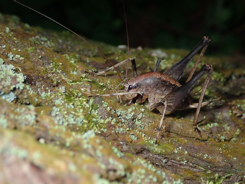 Aemodogryllus