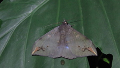Ischyja ferrifracta