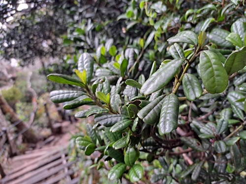 Rhododendron rugosum, photograph 4