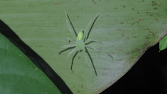 Gnathopalystes taiwanensis