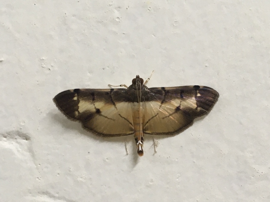 Bacotoma violata
