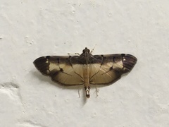 Bacotoma violata