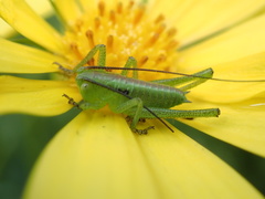Tettigonia orientalis