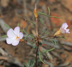 Oxalis leptogramma