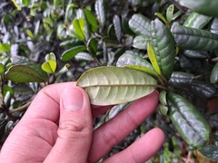 (c) vrxz, some rights reserved (CC BY-SA) Rhododendron rugosum, photograph (c) vrxz, some rights reserved (CC BY-SA)