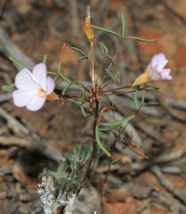 Oxalis leptogramma