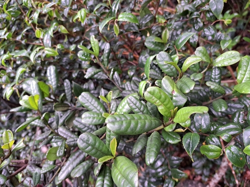 Rhododendron rugosum, photograph 6