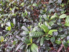 Rhododendron rugosum, photograph (c) vrxz, some rights reserved (CC BY-SA)