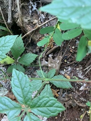 Cyphostemma buchananii