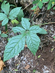 Cyphostemma buchananii