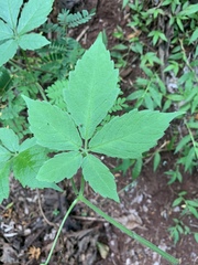 Cyphostemma buchananii