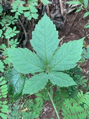 Cyphostemma buchananii