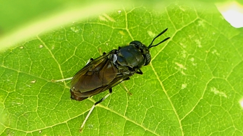 Unknown species found near Centerton, AR 72719, USA