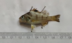 Pomadasys maculatus